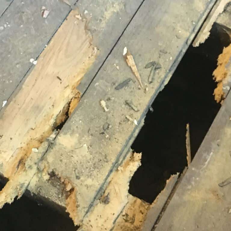 Woodworm Damage to floorboards Woodworm Damage to floorboards