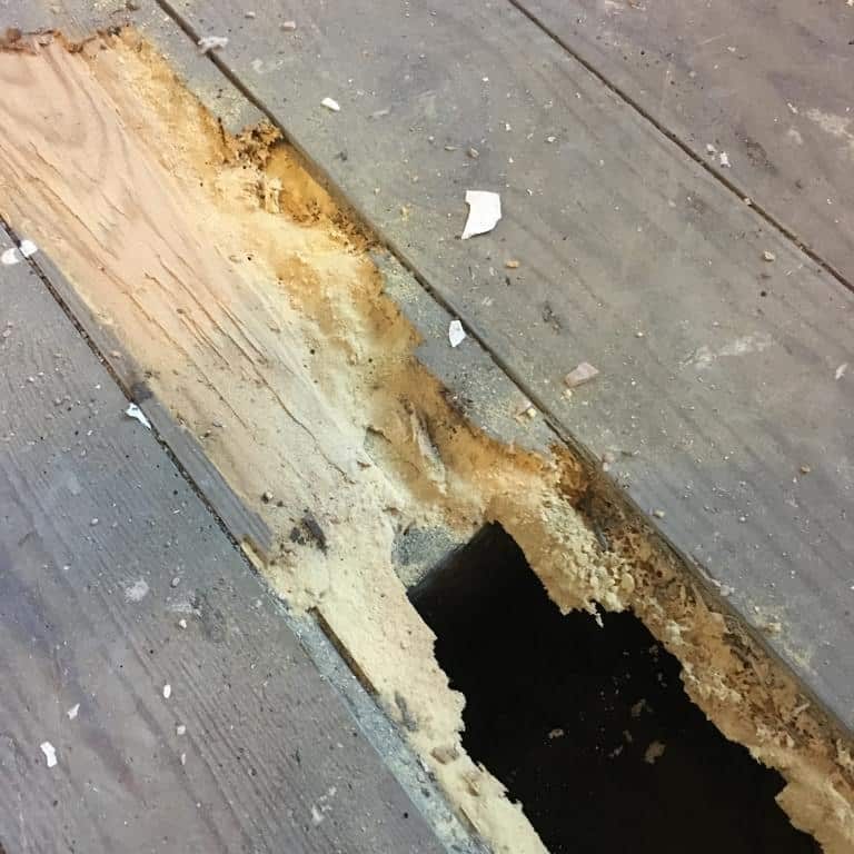 Woodworm Damage to wooden floorboards Woodworm Damage to wooden floorboards